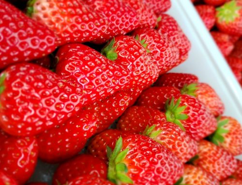 三浦半島の美味しいが集まる5月2日・3日